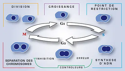 cycles cellulaires