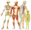 Il corpo umano